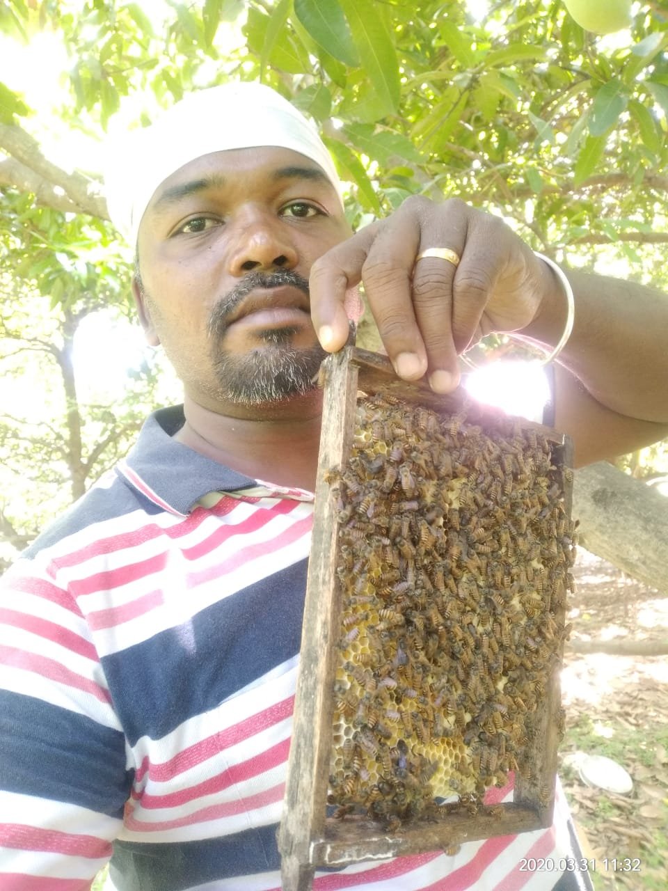 Honeycomb buzzing with bees