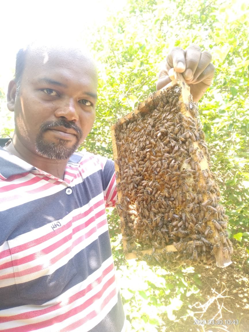 Close-up of a healthy bee colony