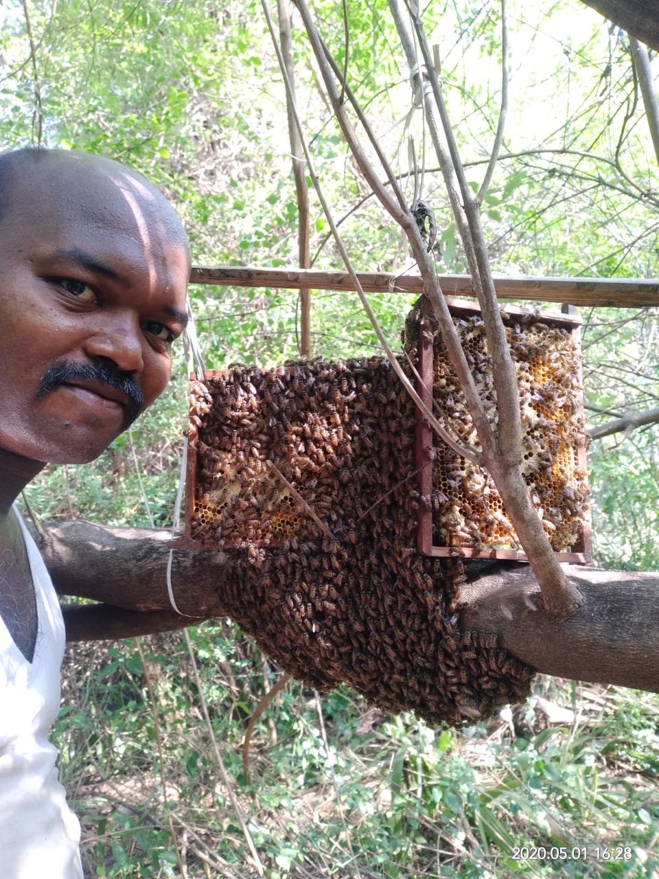 Wild bee colony in nature