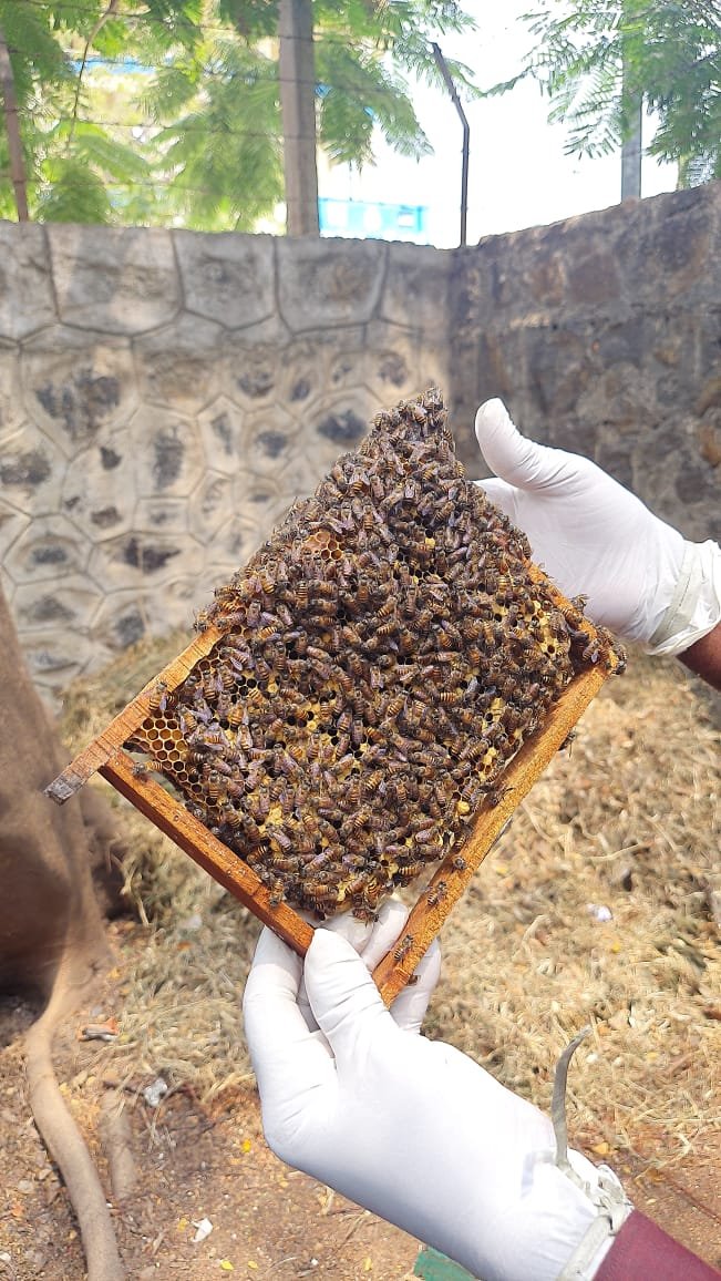 Colony inspection with protective gloves
