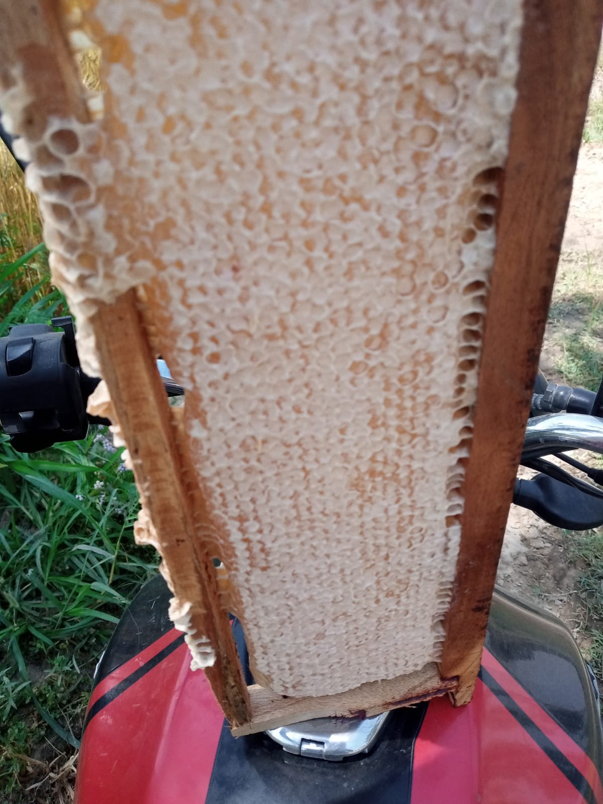 Fresh honeycomb frame from the hive